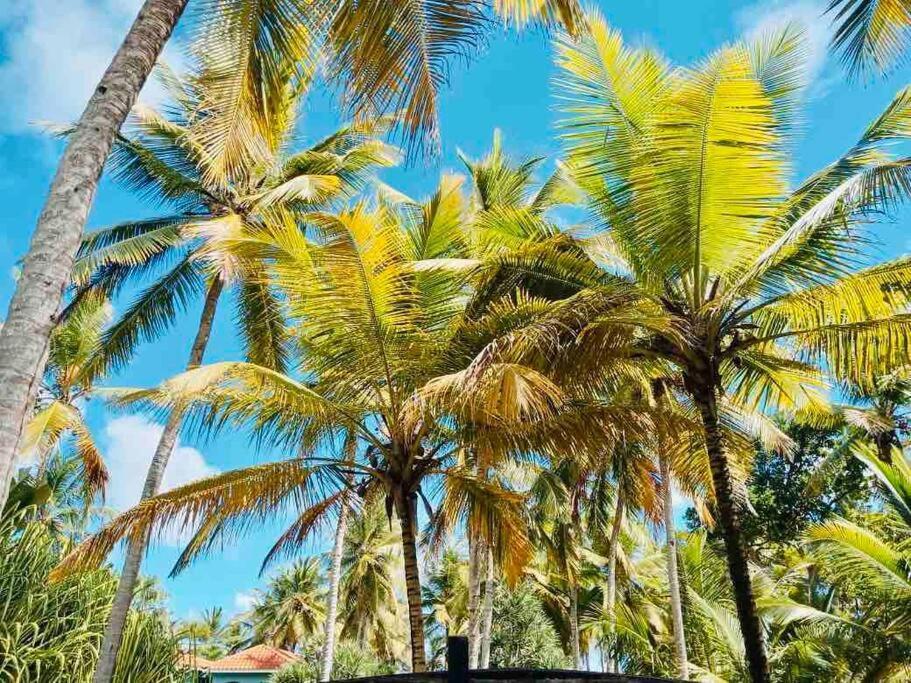 Palm House - Luxury Villa - Samana - Ocean Front Sánchez Eksteriør bilde